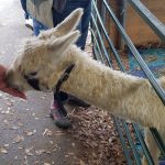 Alpacas and Obstacles